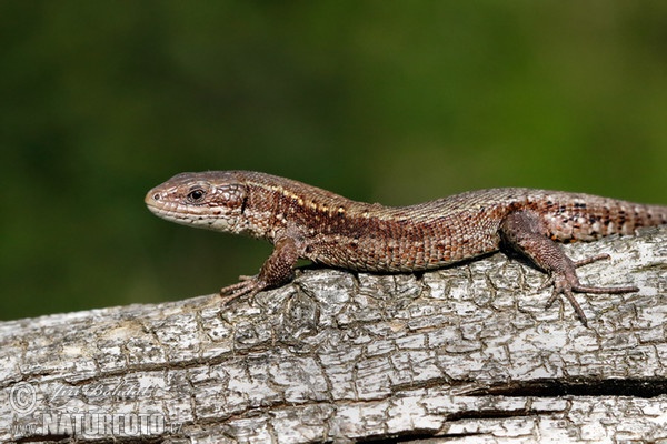 Ještěrka živorodá (Lacerta vivipara)