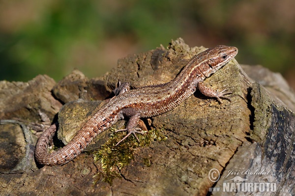 Ještěrka živorodá (Lacerta vivipara)