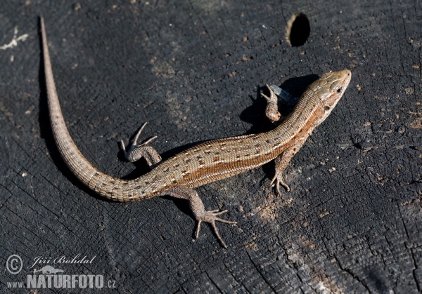 Ještěrka živorodá (Lacerta vivipara)