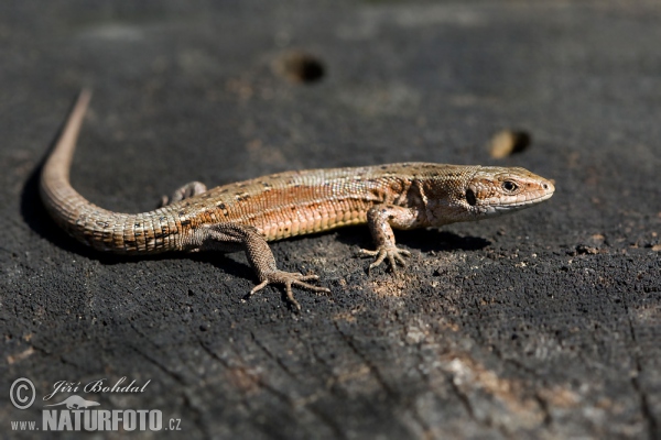 Ještěrka živorodá (Lacerta vivipara)