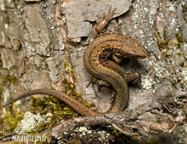 Ještěrka živorodá (Lacerta vivipara)