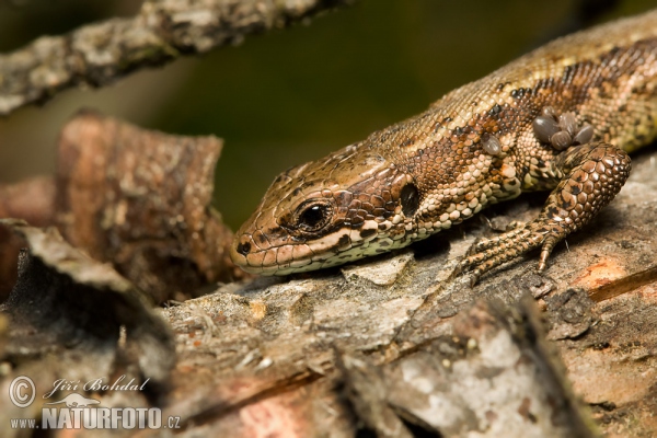 Ještěrka živorodá (Lacerta vivipara)