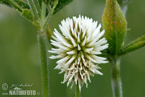 Jetel horský (Trifolium montanum)