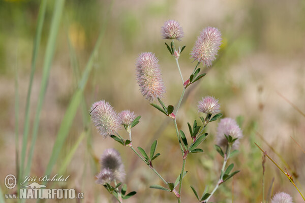 Jetel rolní (Trifolium arvense)