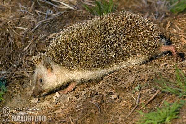 Jež bledý (Erinaceus roumanicus)