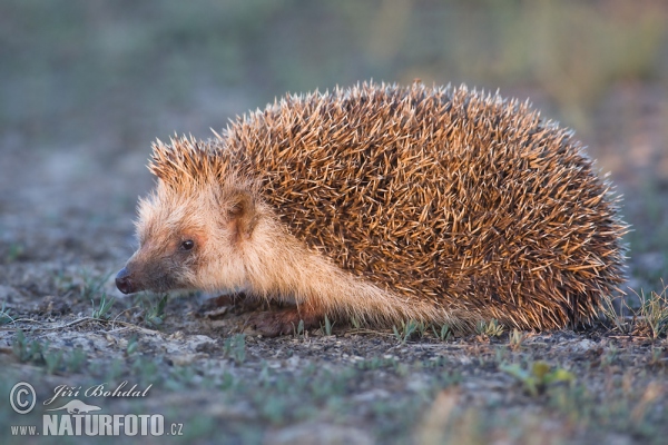 Jež bledý (Erinaceus roumanicus)