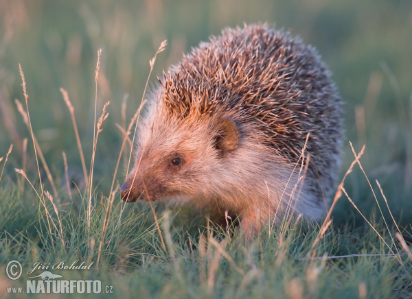 Jež bledý (Erinaceus roumanicus)