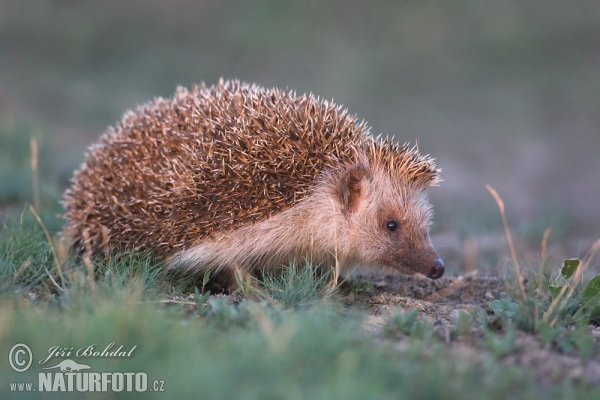 Jež bledý (Erinaceus roumanicus)