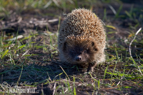 Jež bledý (Erinaceus roumanicus)