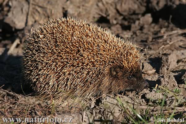 Jež bledý (Erinaceus roumanicus)