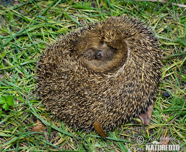 Jež západourópský bledý (Erinaceus europaeus)