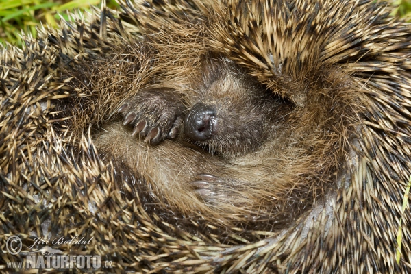 Jež západourópský bledý (Erinaceus europaeus)