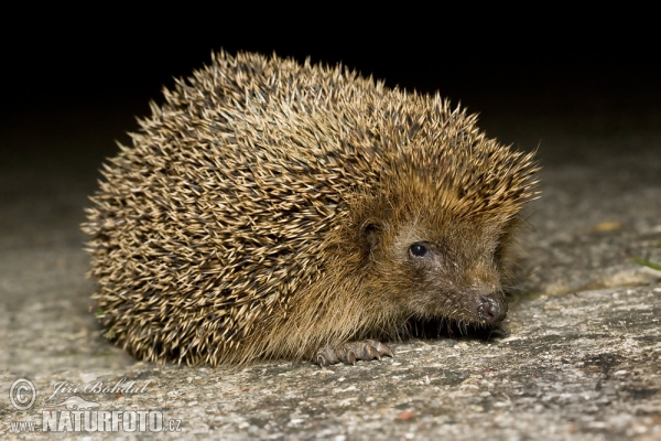 Jež západourópský bledý (Erinaceus europaeus)