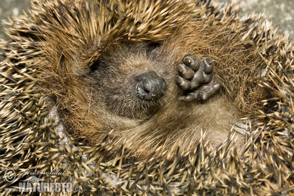 Jež západourópský bledý (Erinaceus europaeus)