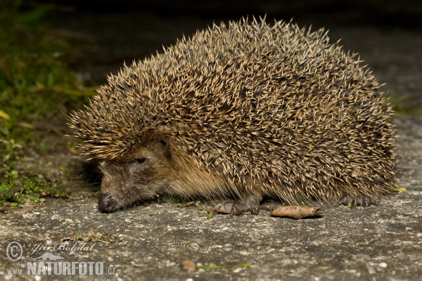 Jež západourópský bledý (Erinaceus europaeus)