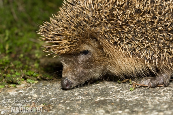 Jež západourópský bledý (Erinaceus europaeus)