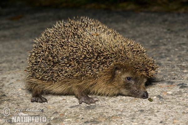 Jež západourópský bledý (Erinaceus europaeus)