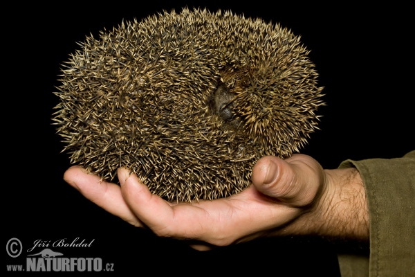 Jež západourópský bledý (Erinaceus europaeus)