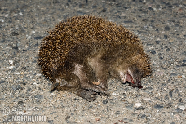 Jež západourópský bledý (Erinaceus europaeus)