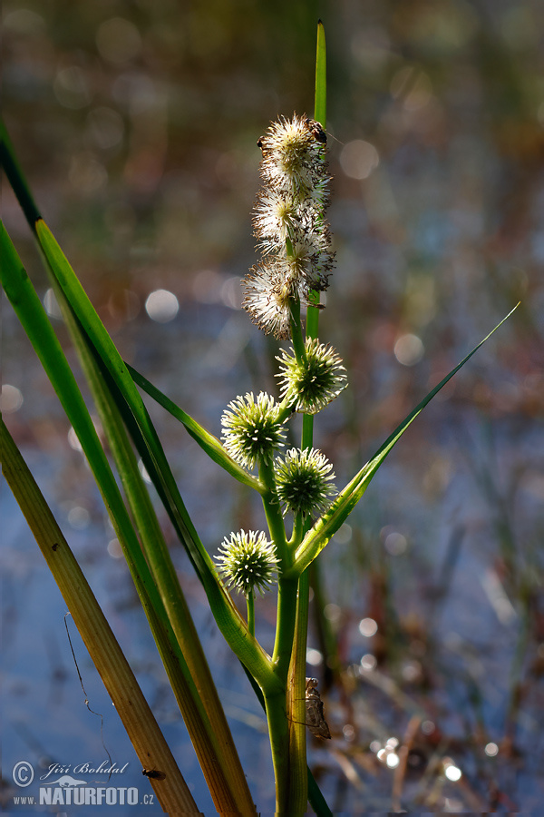 Ježohlav jednoduchý (Sparganium emersum)