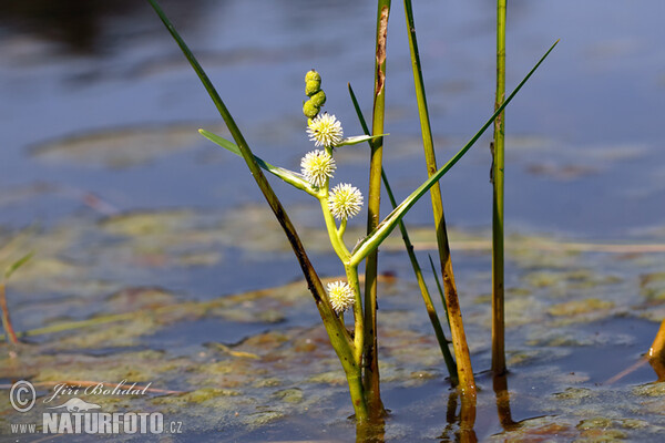 Ježohlav jednoduchý (Sparganium emersum)