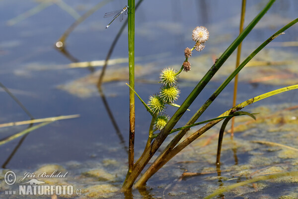 Ježohlav jednoduchý (Sparganium emersum)