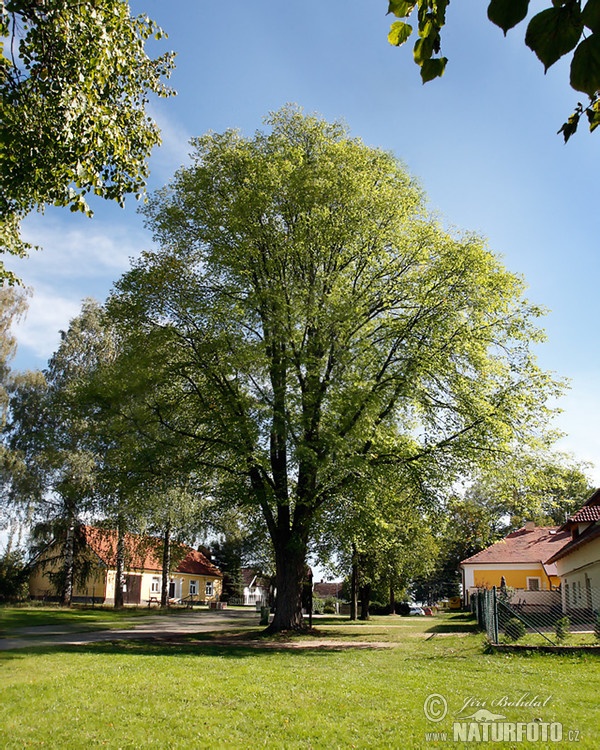 Jilm drsný (Ulmus glabra)