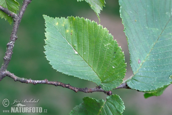 Jilm drsný (Ulmus glabra)