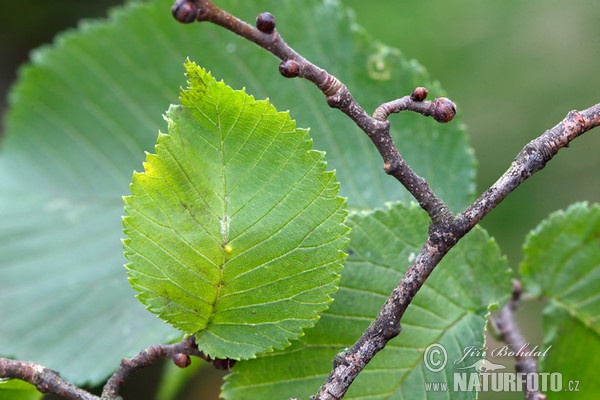 Jilm drsný (Ulmus glabra)