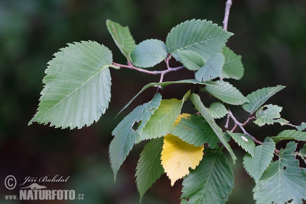 Jilm drsný (Ulmus glabra)