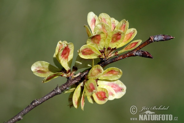 Jilm habrolistý (Ulmus minor)