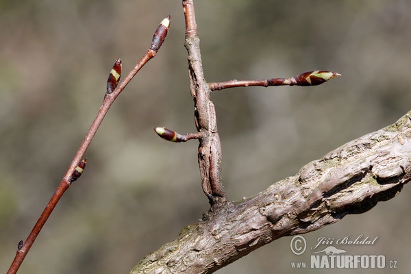 Jilm habrolistý (Ulmus minor)