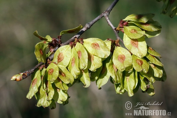 Jilm habrolistý (Ulmus minor)