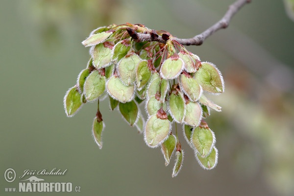 Jilm vaz (Ulmus laevis)