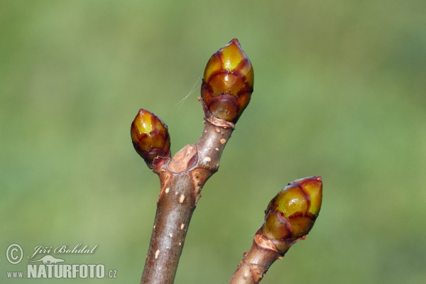 Jírovec maďal (Aesculus hippocastanum)