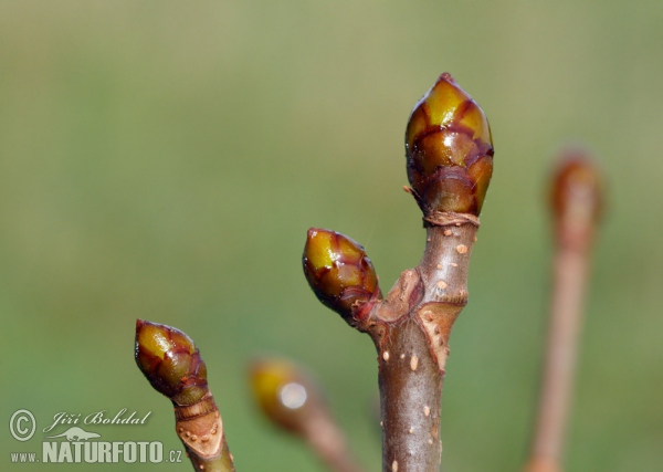 Jírovec maďal (Aesculus hippocastanum)