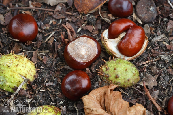 Jírovec maďal (Aesculus hippocastanum)