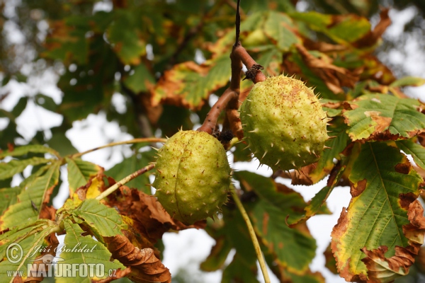 Jírovec maďal (Aesculus hippocastanum)