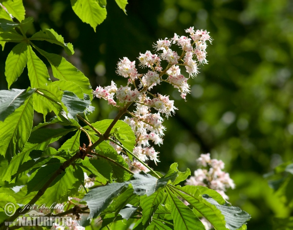 Jírovec maďal (Aesculus hippocastanum)