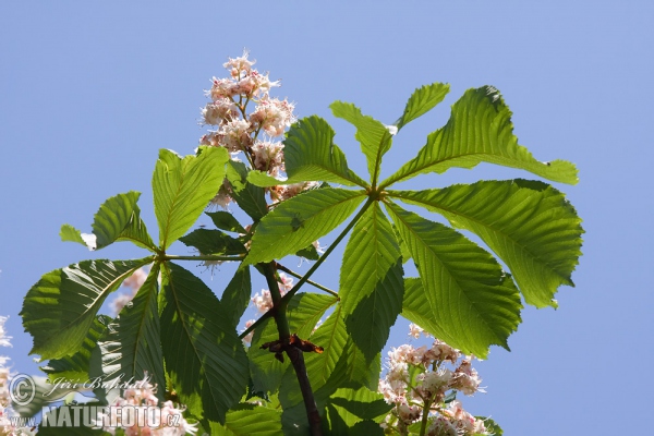 Jírovec maďal (Aesculus hippocastanum)