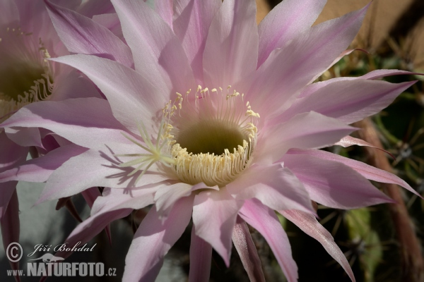 Kaktus (Echinopsis oxygona)