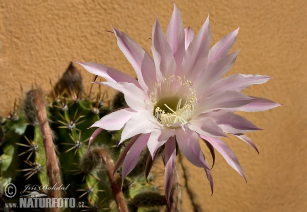 Kaktus (Echinopsis oxygona)