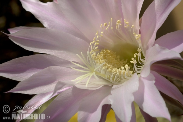 Kaktus (Echinopsis oxygona)