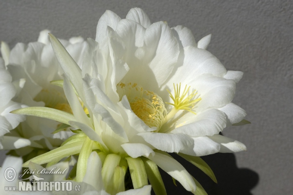 Kaktus (Echinopsis sp.)