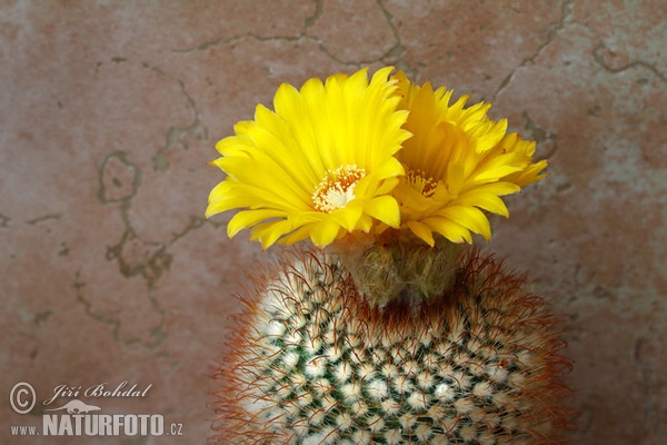 Kaktus (Parodia aureispina)