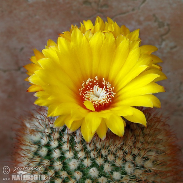 Kaktus (Parodia aureispina)