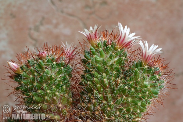 Kaktus (Mammillaria sp.)