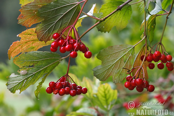 Kalina obyčajná (Viburnum opulus)