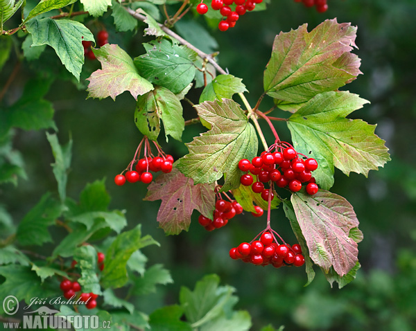 Kalina obyčajná (Viburnum opulus)