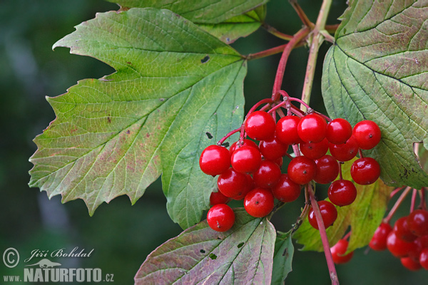 Kalina obyčajná (Viburnum opulus)